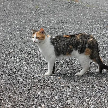 Appartamento Zell Längenfeld